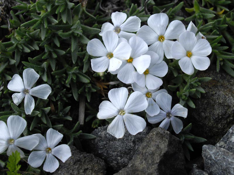 Phlox kelseyi photo